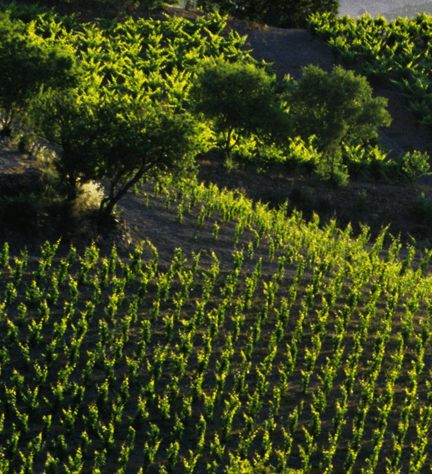 Vignes 6 (1)