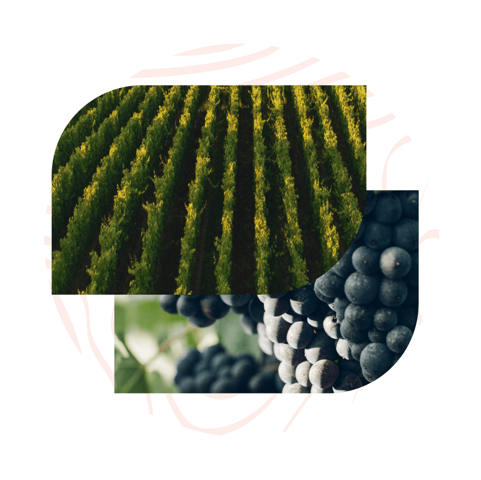 La viticulture régénératrice en quelques mots _